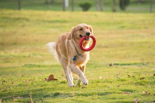 一个狗狗最新爆料视频在线观看,揭秘宠物界的秘密生活